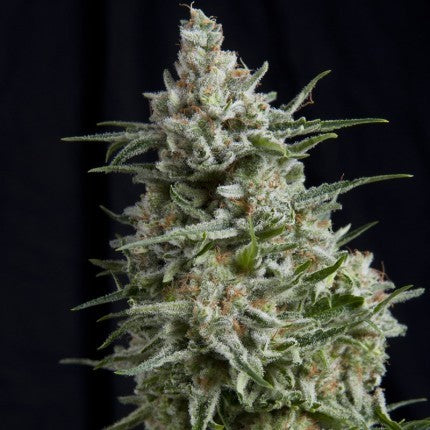 ANESTHESIA FEM X5+2-PYRAMID SEEDS (DS)