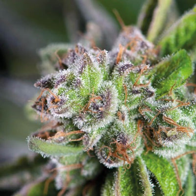 WATERMELON ZKITTLE FEM X5+2-PYRAMID SEEDS (DS)