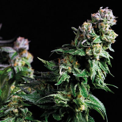 PURPLE URKLE FEM X5+2-PYRAMID SEEDS (DS)
