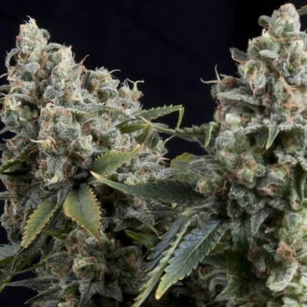 TUTANKHAMON AUTO X5+2 -PYRAMID SEEDS (DS)