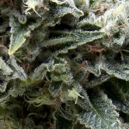 NEW YORK CITY AUTO X5+2 -PYRAMID SEEDS