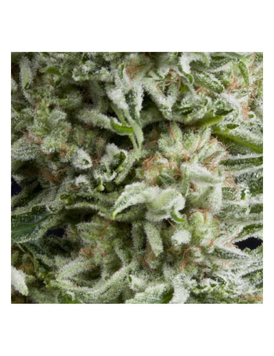 AMNESIA GOLD AUTO X5+2 -PYRAMID SEEDS (DS)