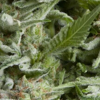ALPUJARREÑA AUTO X5+2 -PYRAMID SEEDS (DS)