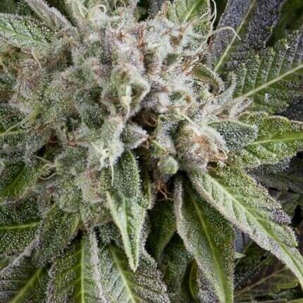 BLUE PYRAMID AUTO X5+2 -PYRAMID SEEDS