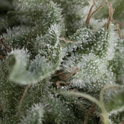 NEFERTITI AUTO X5+2 -PYRAMID SEEDS