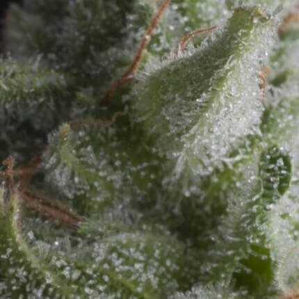 SHARK AUTO X5+2 -PYRAMID SEEDS (DS)