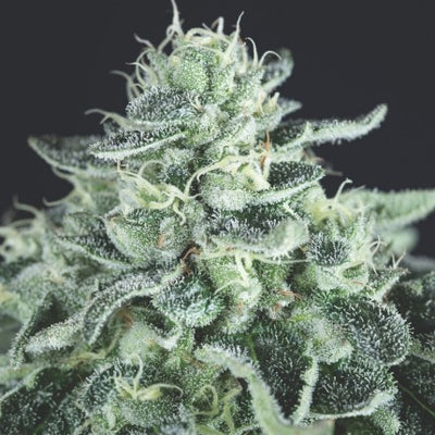 GELATO FEM X3+1-PYRAMID SEEDS (DS)