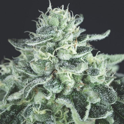 GELATO FEM X3+1-PYRAMID SEEDS