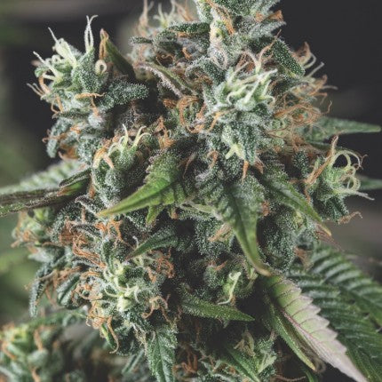DO-SI-DOS AUTO X3+1-PYRAMID SEEDS