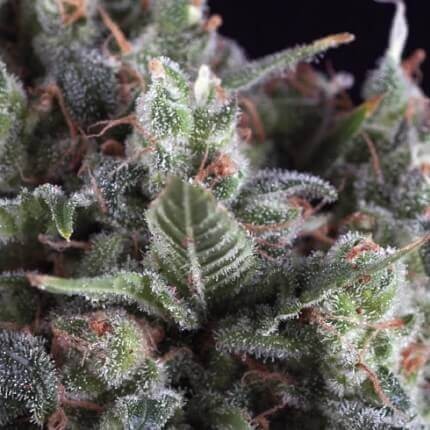 OLYMPIA AUTO X5+2-PYRAMID SEEDS