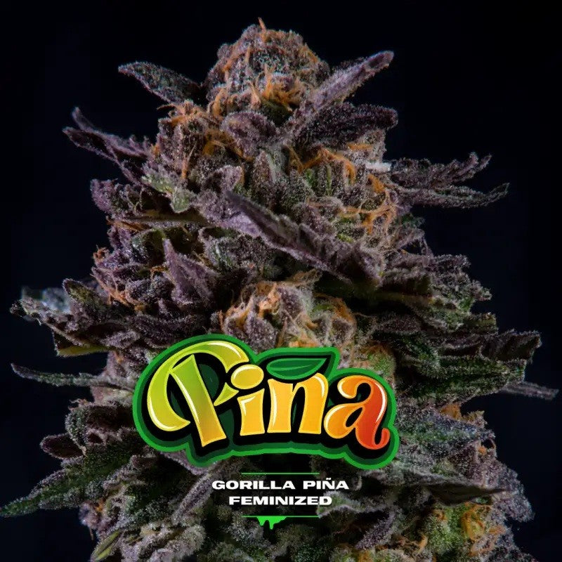 GORILLA PIÑA FEM X2-BSF
