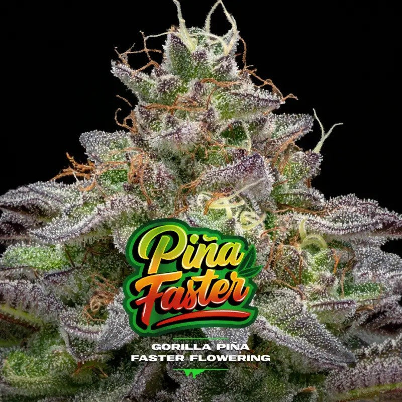 GORILLA PIÑA FAST VERSION X4-BSF