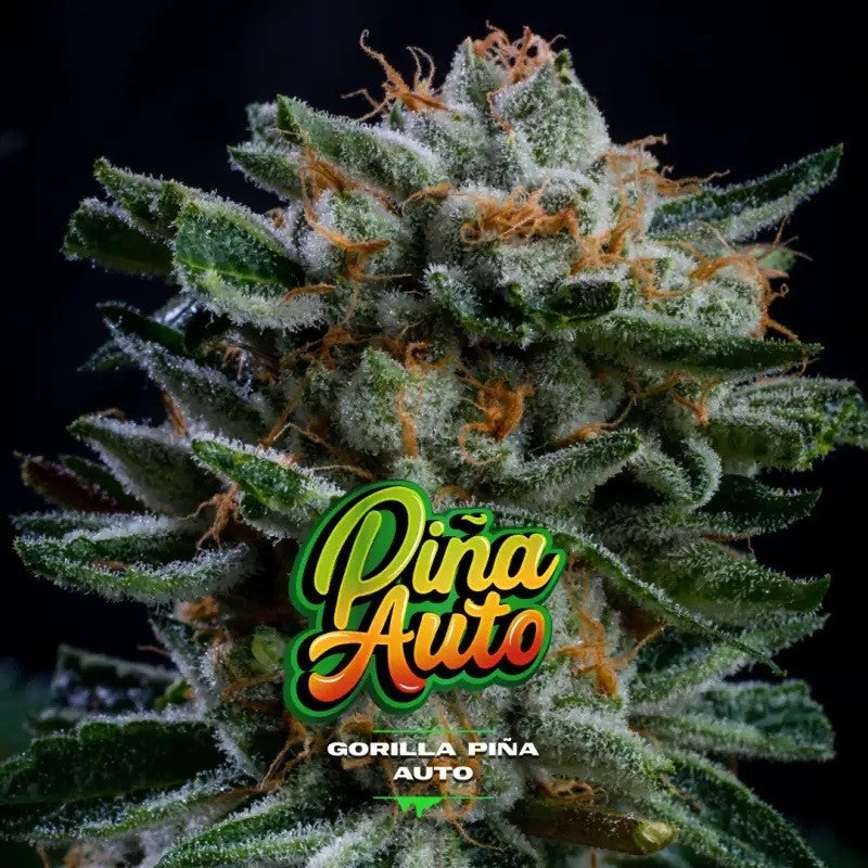 GORILLA PIÑA AUTO X2-BSF