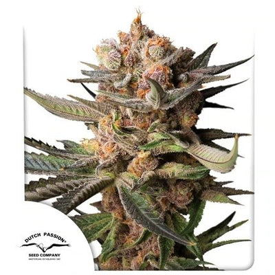 FROZEN BISCOTTI AUTO X3-DUTCH PASSION (DS)