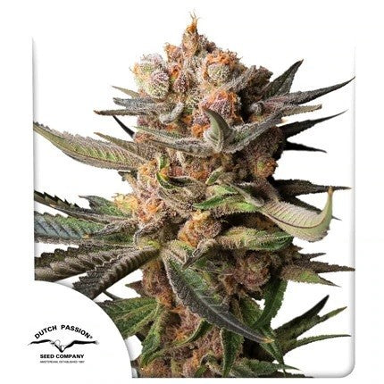FROZEN BISCOTTI AUTO X3-DUTCH PASSION (DS)