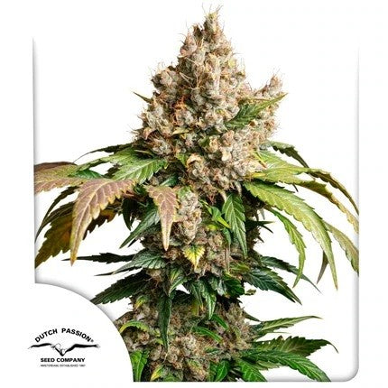 RED TROPICANA COOKIES AUTO X3-DUTCH PASSION