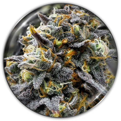DONUTS FEM X3-MEDICAL SEEDS (DS)