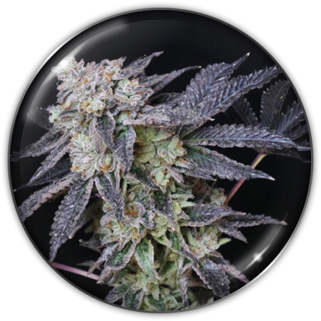 MINTZKITTLEZ FEM X3-MEDICAL SEEDS (DS)