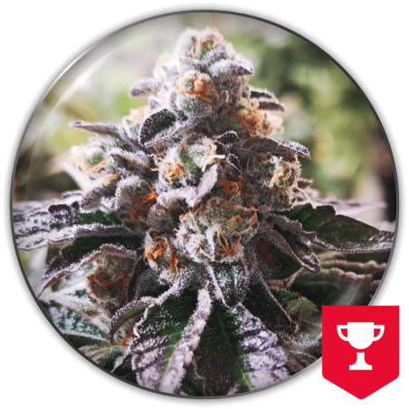 COOKIES PURPLE PUNCH FEM X3-MEDICAL SEEDS (DS)