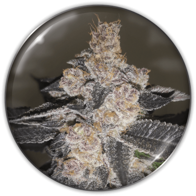 GELATO 242 FEM X3-MEDICAL SEEDS (DS)