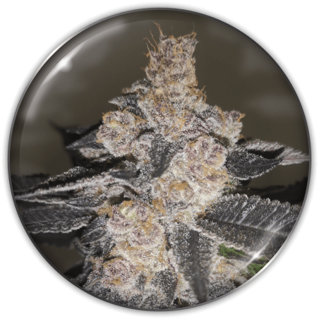 GELATO 242 FEM X3-MEDICAL SEEDS