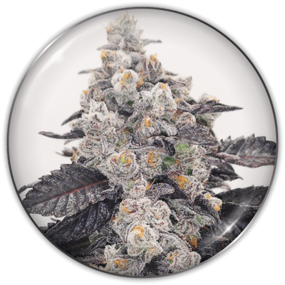 PINK SHERBERT FEM X3-MEDICAL SEEDS (DS)