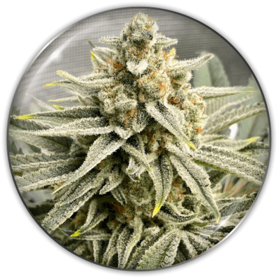 GRAPE FUEL FEM X3-MEDICAL SEEDS (DS)