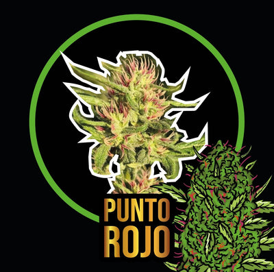 PUNTO ROJO FAST VERSION X100-DELIRIUM SEEDS (DS)