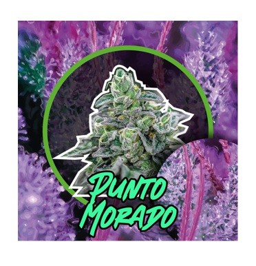 PUNTO MORADO FAST VERSION X100-DELIRIUM SEEDS