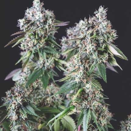 MENDOCINO PURPLE KUSH FEM X5+2-PYRAMID SEEDS (DS)