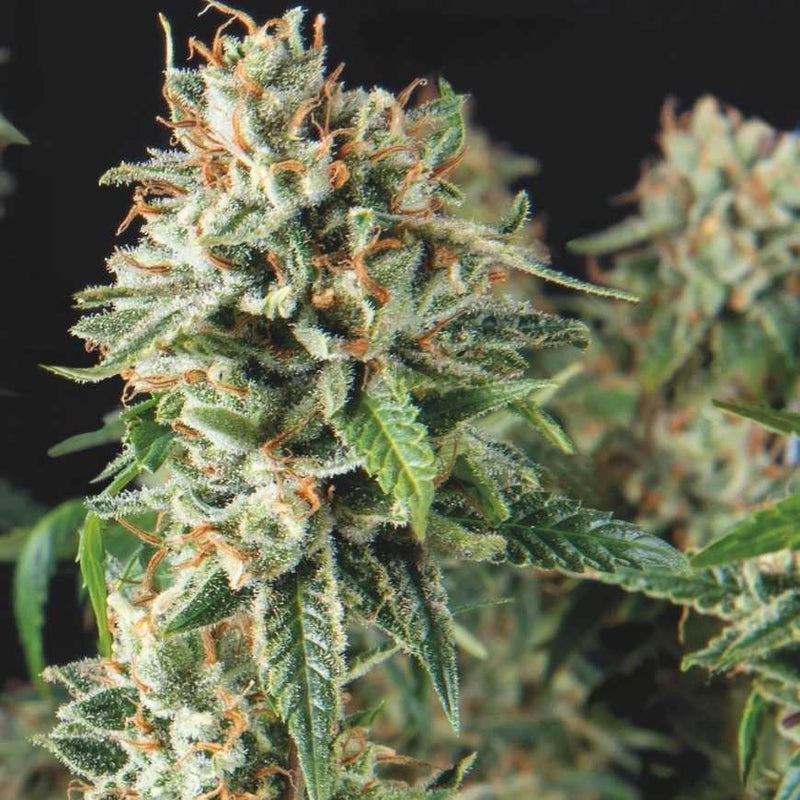 SUPER OG KUSH FAST X3+1 - PYRAMID SEEDS (DS)