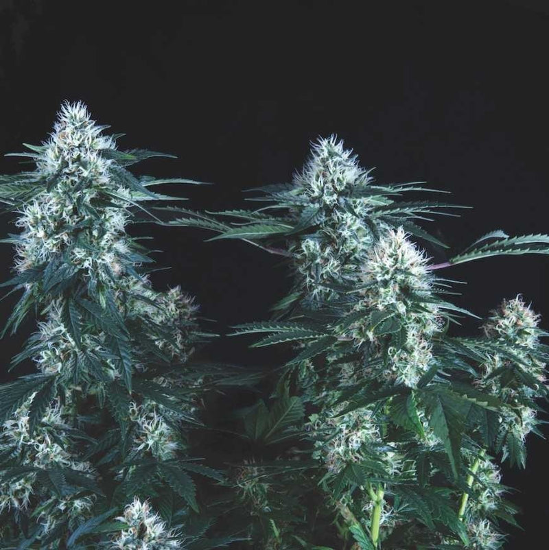 TUTANKHAMON FAST X3+1 - PYRAMID SEEDS (DS)