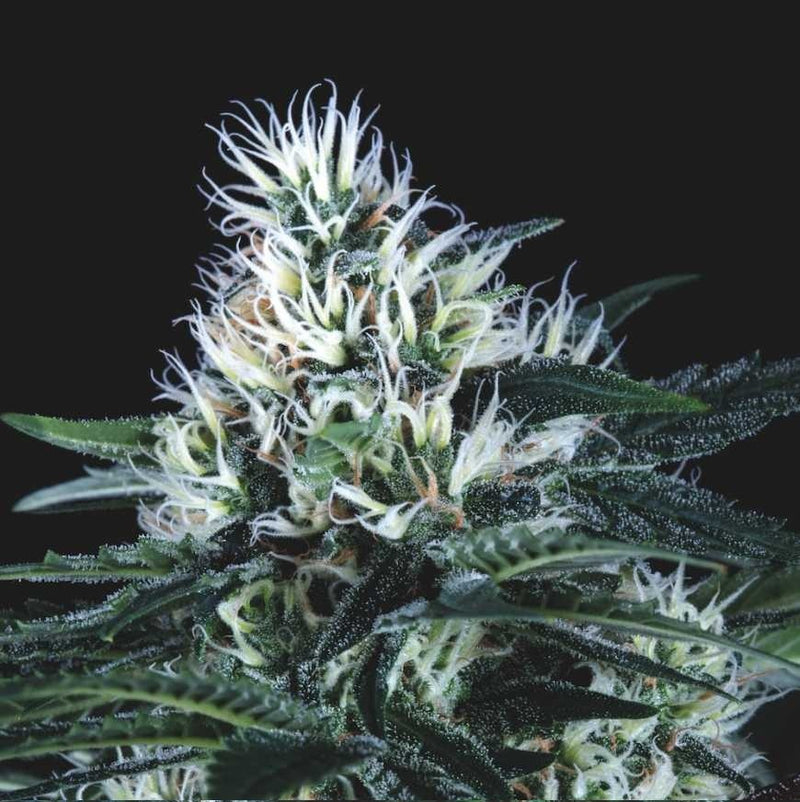 WEMBLEY FAST X3+1 - PYRAMID SEEDS
