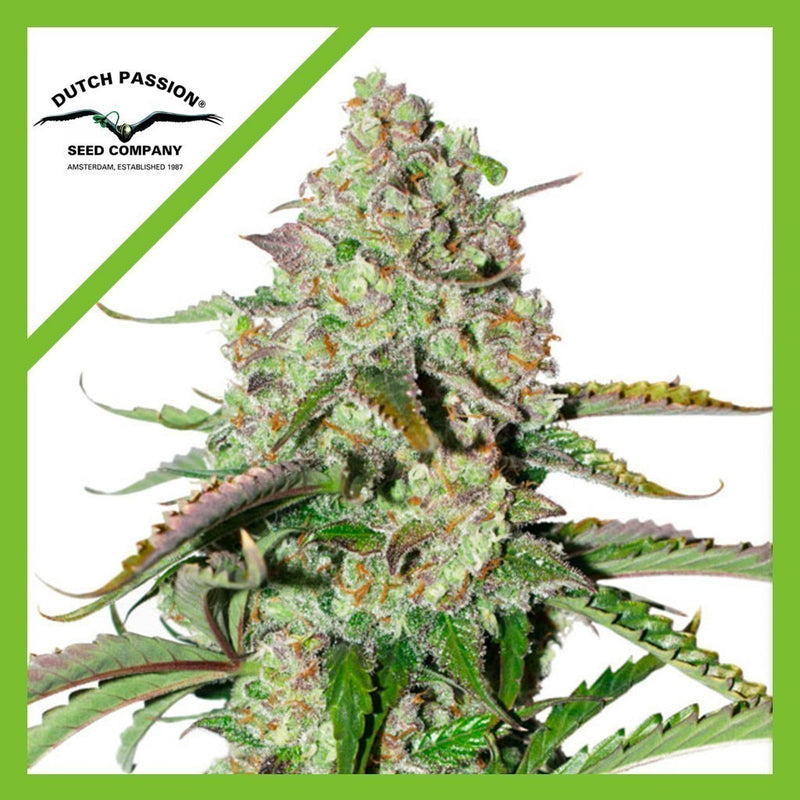 COLORADO COOKIES AUTO X3-DUTCH PASSION (DS)