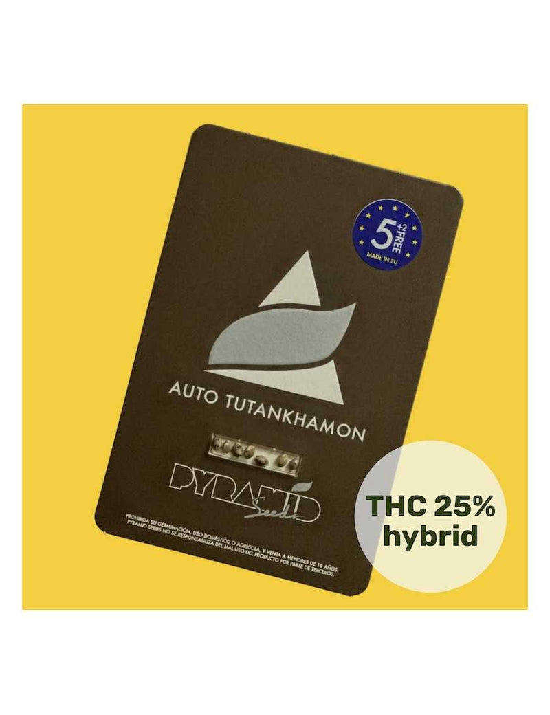 TUTANKHAMON AUTO X50-PYRAMID SEEDS
