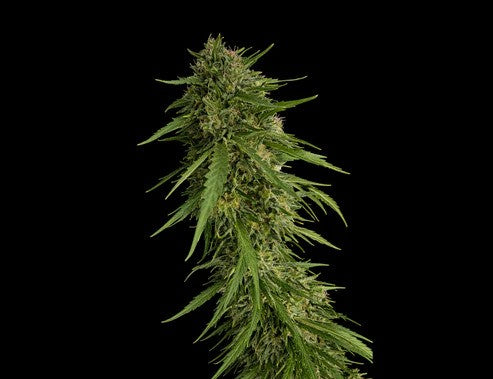 SOUR NANA X FRUITY PEBBLES OG X25-SECRET FILE