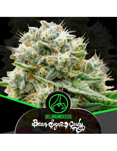 BEAR SUGAR CANDY FEM X100-DELIRIUM SEEDS