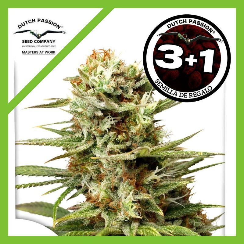 WHITE WIDOW AUTO X3+1-DUTCH PASSION