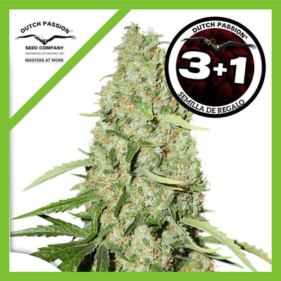 THINK FAST FEM X3+1-DUTCH PASSION (DS)