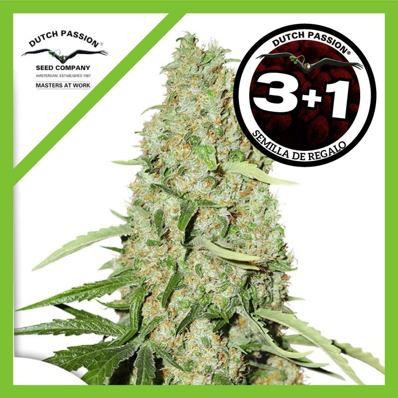 THINK FAST FEM X3+1-DUTCH PASSION (DS)