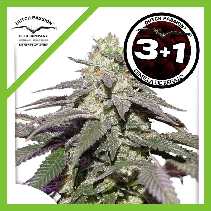 SKYWALKER HAZE AUTO X3+1-DUTCH PASSION