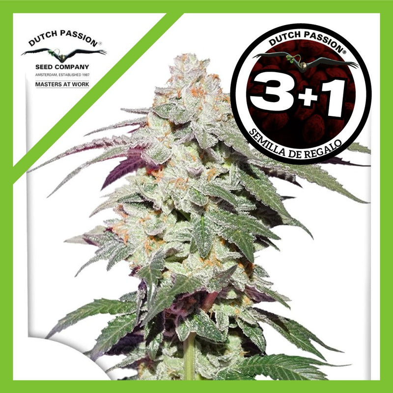 SKYWALKER HAZE FEM X3+1-DUTCH PASSION