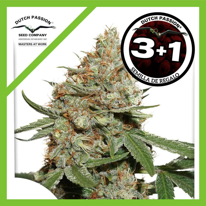 SKUNK N11 FEM X3+1-DUTCH PASSION