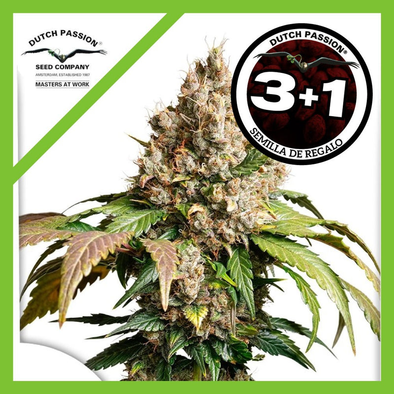 RED TROPICANA COOKIES AUTO X3+1-DUTCH PASSION