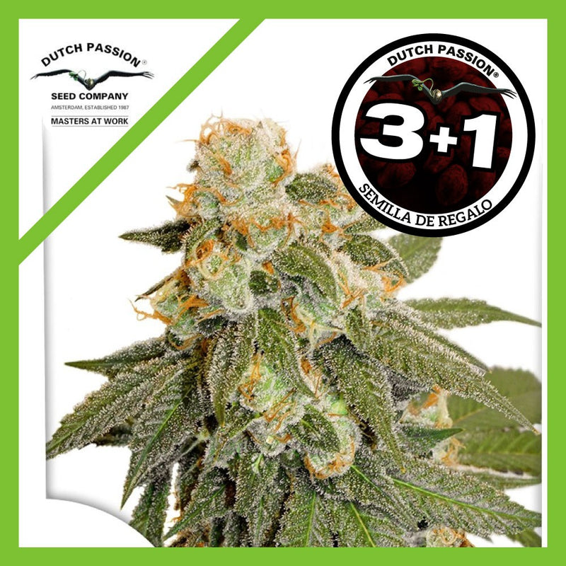 ORANGE BUD AUTO X3+1-DUTCH PASSION