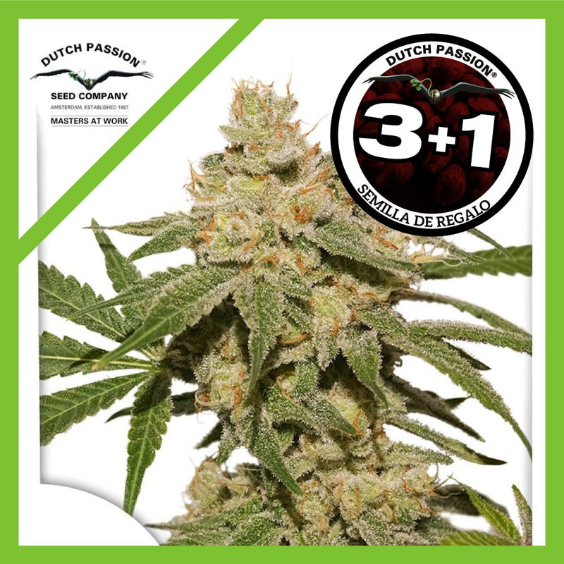 OH MY GUSHER AUTO X3+1-DUTCH PASSION (DS)