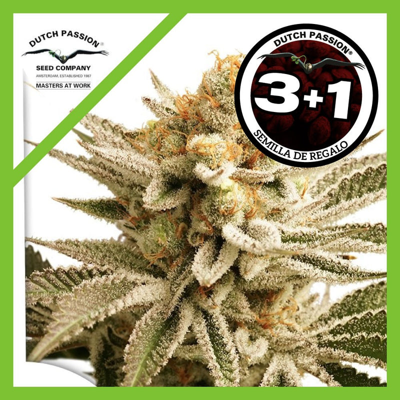 LEMON Z FEM X3+1-DUTCH PASSION (DS)