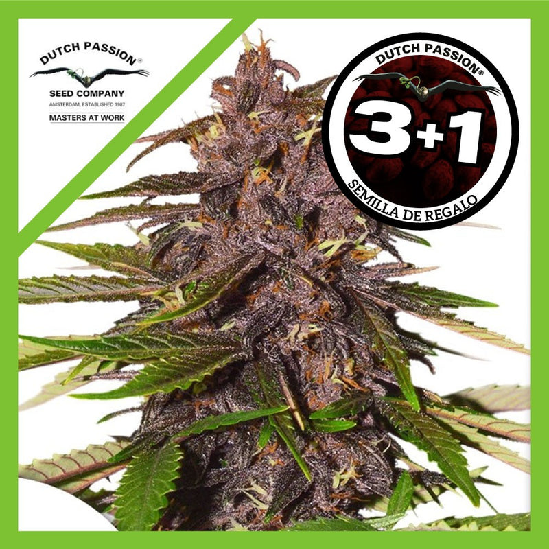 FORBIDDEN CHERRY AUTO X3+1-DUTCH PASSION