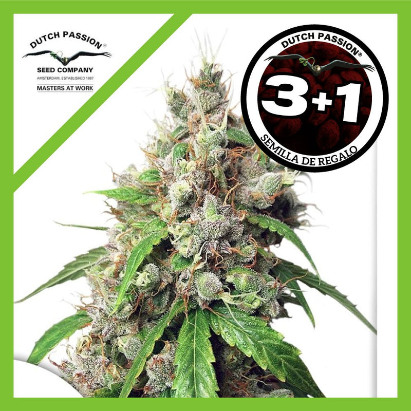 EUFORIA AUTO X3+1-DUTCH PASSION