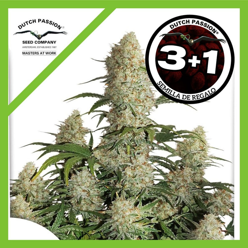 CRITICAL ORANGE PUNCH AUTO X3+1-DUTCH PASSION